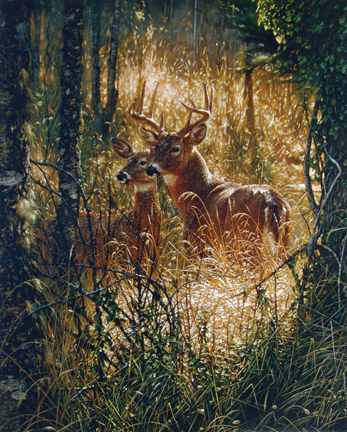 Collin Bogle - A Golden Moment