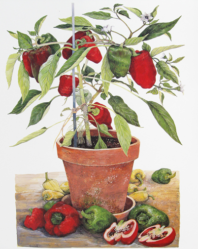 Gary Milek - Potted Peppers I