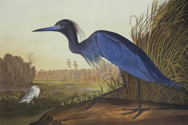 John Audubon - Blue Crane or Heron