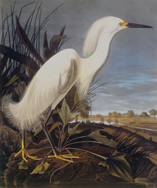 John Audubon - Snowy Heron or White Egret