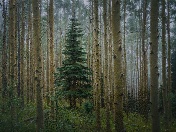 Jonathan Keeton - Blue Spruce in Fog