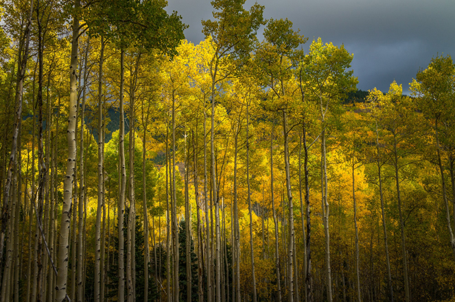 Jonathan Keeton - Aspens Before a Storm 