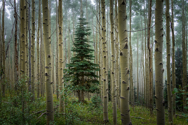 Jonathan Keeton - Aspens in Fog 02