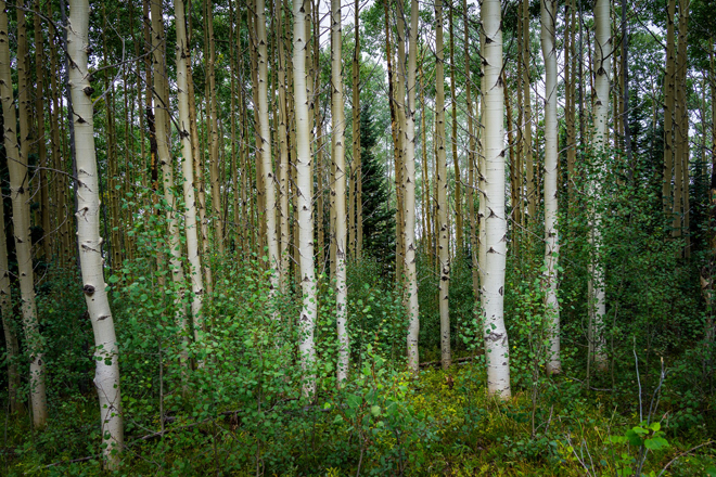 Jonathan Keeton - Aspens After the Rain
