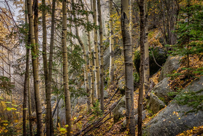 Jonathan Keeton - Autumn, Sangre de Christo Mountains, NM