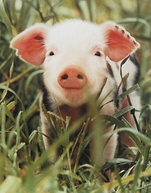 Jim Steinbacher - This Little Pig