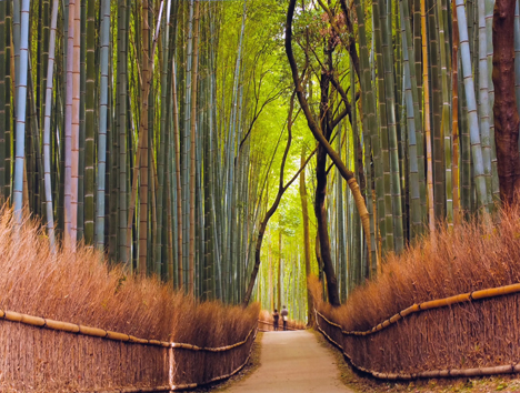 Peter Adams - Path Through Bamboo Forest, Kyoto, Japan