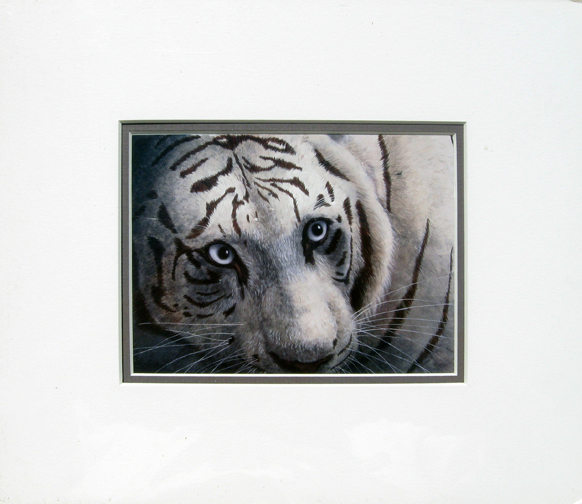 Patricia Hunter - Hungry Tiger - small matted image