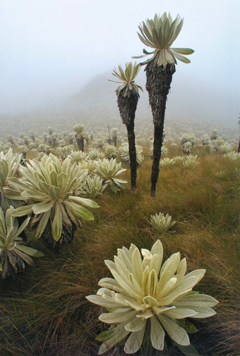 Peter Oxford - Paramo Flower, El Angel Reserve, Ecuador