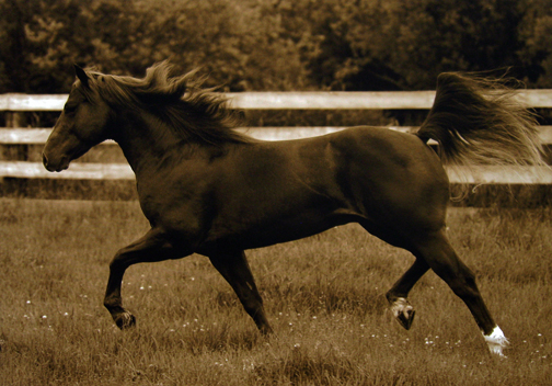 Robert  Dawson - In The Open Field