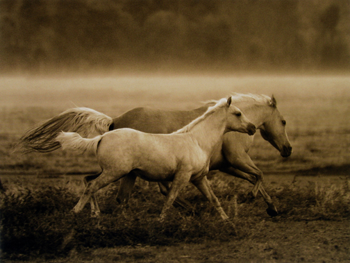 Robert  Dawson - Prairie Run