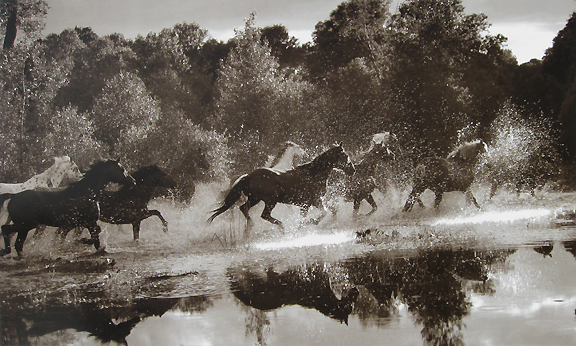 Robert  Dawson - Horse Crossing