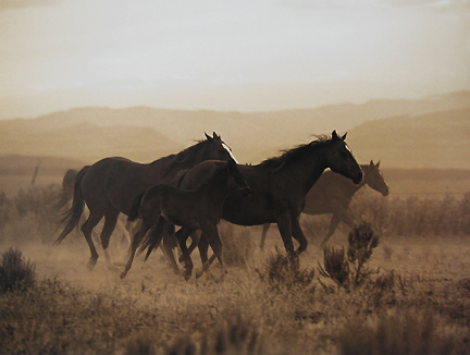 Robert  Dawson - Desert Run 