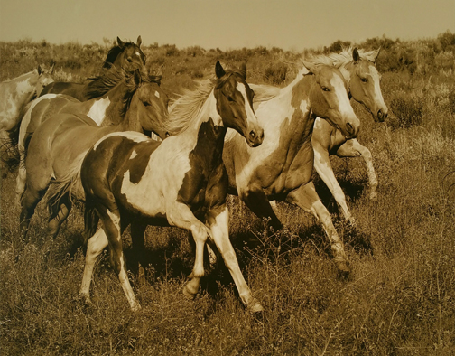 Robert  Dawson - Horses Running II