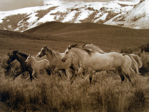 Robert  Dawson - Horses Running I