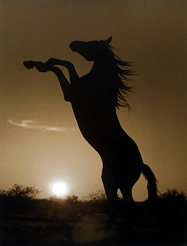 Robert  Dawson - Rearing Horse Silhouette  