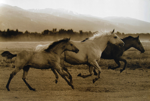 Robert  Dawson - Horse Trio