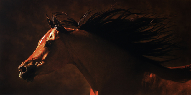 Robert  Dawson - Arabian Runner