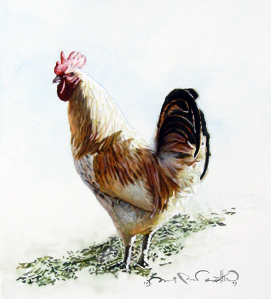 Suzi Mather - Rooster