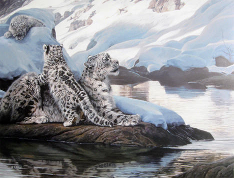 Terry Isaac - Watchful Eye - Snow Leopard