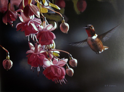 Terry Isaac - Hummingbird