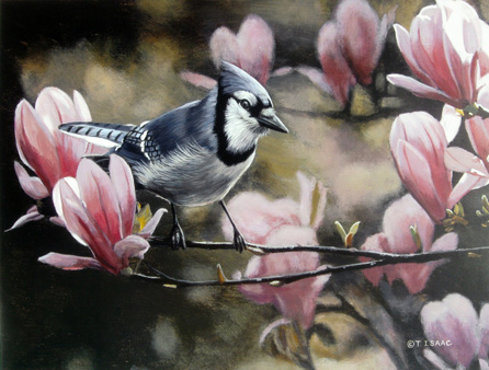 Terry Isaac - Eastern Bluejay
